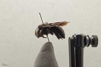 Media type: image;   Entomology 810676 Aspect: habitus lateral view